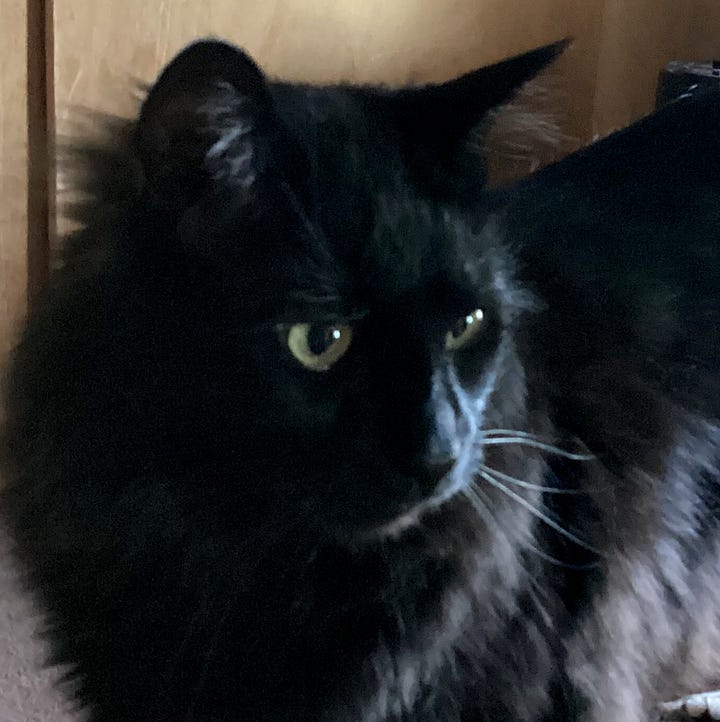 A 2 picture gallery of a face close ups of a long haired black cat, and a long haired black and white cat.