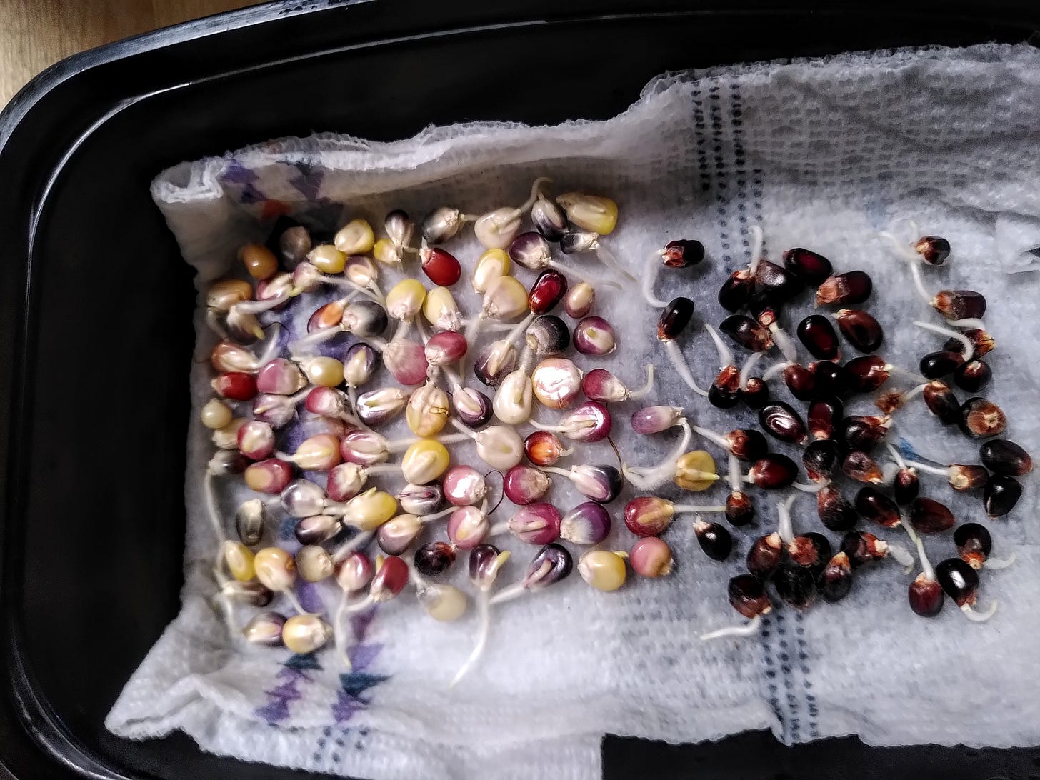 Glass Gem and Dakota Black corn kernels germinating on  a papertowel.