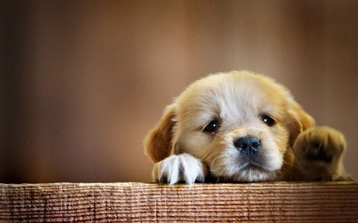 10 Top Cute Dogs For Wallpaper FULL HD 1080p For PC Desktop