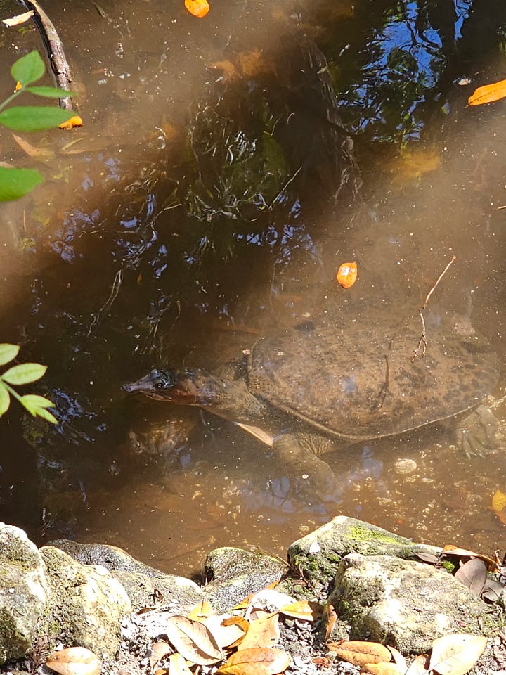 Softshell turtle swimming and two softshell turtle babies