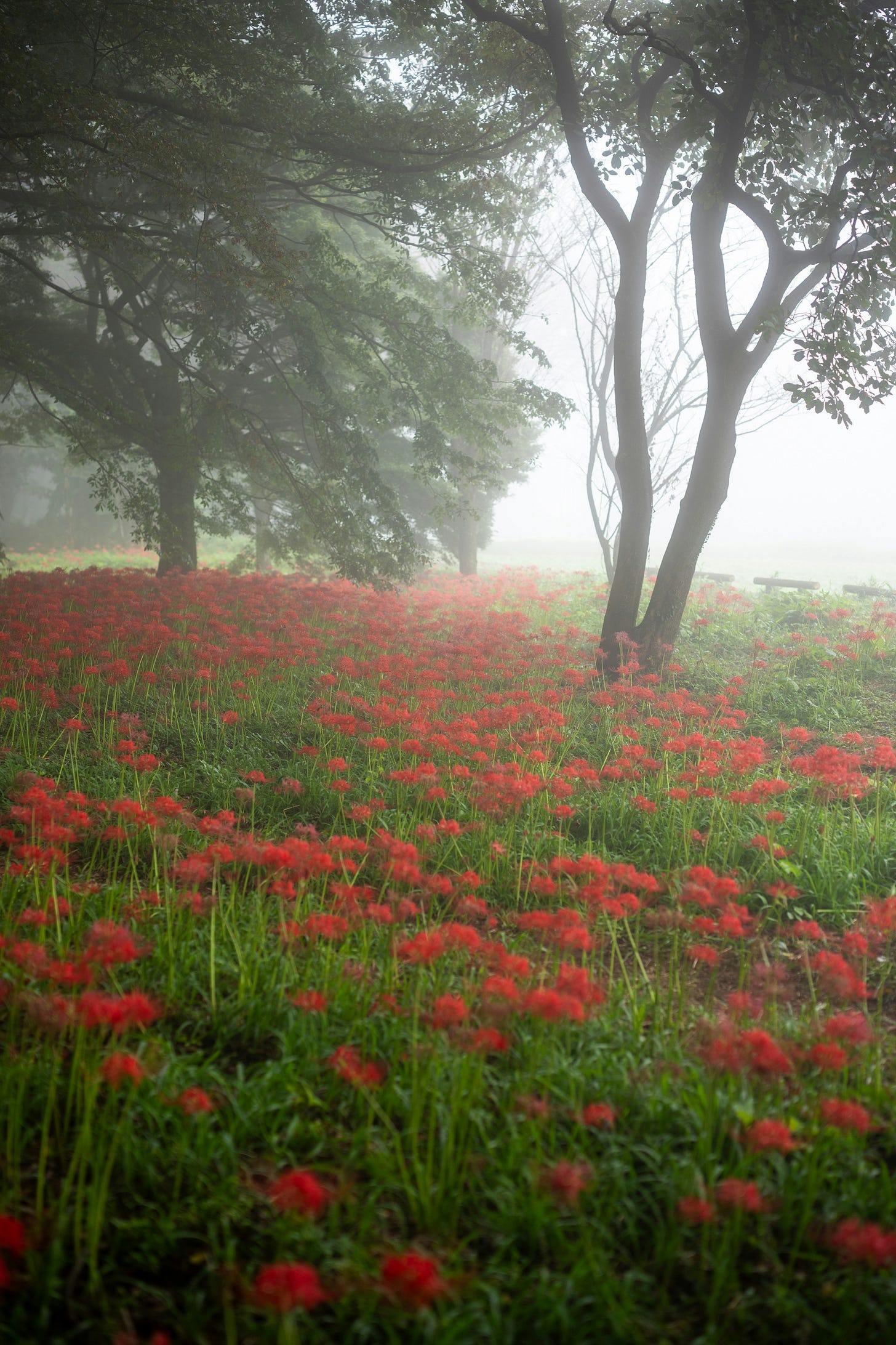 misty field of red wild flowers & large maple tree