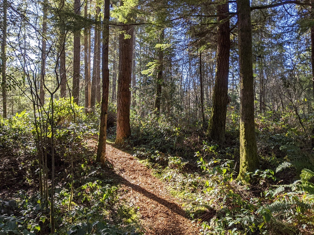 Sunshine on a chipped trail through a Pacific Northwest forest