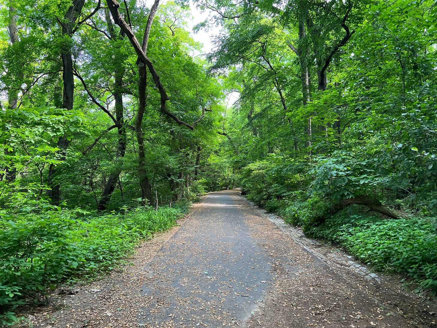 a path surrounded by lush forest on either side with plants in the understory and leafed-out canopy a path surrounded by lush forest on either side with plants in the understory and leafed-out canopy