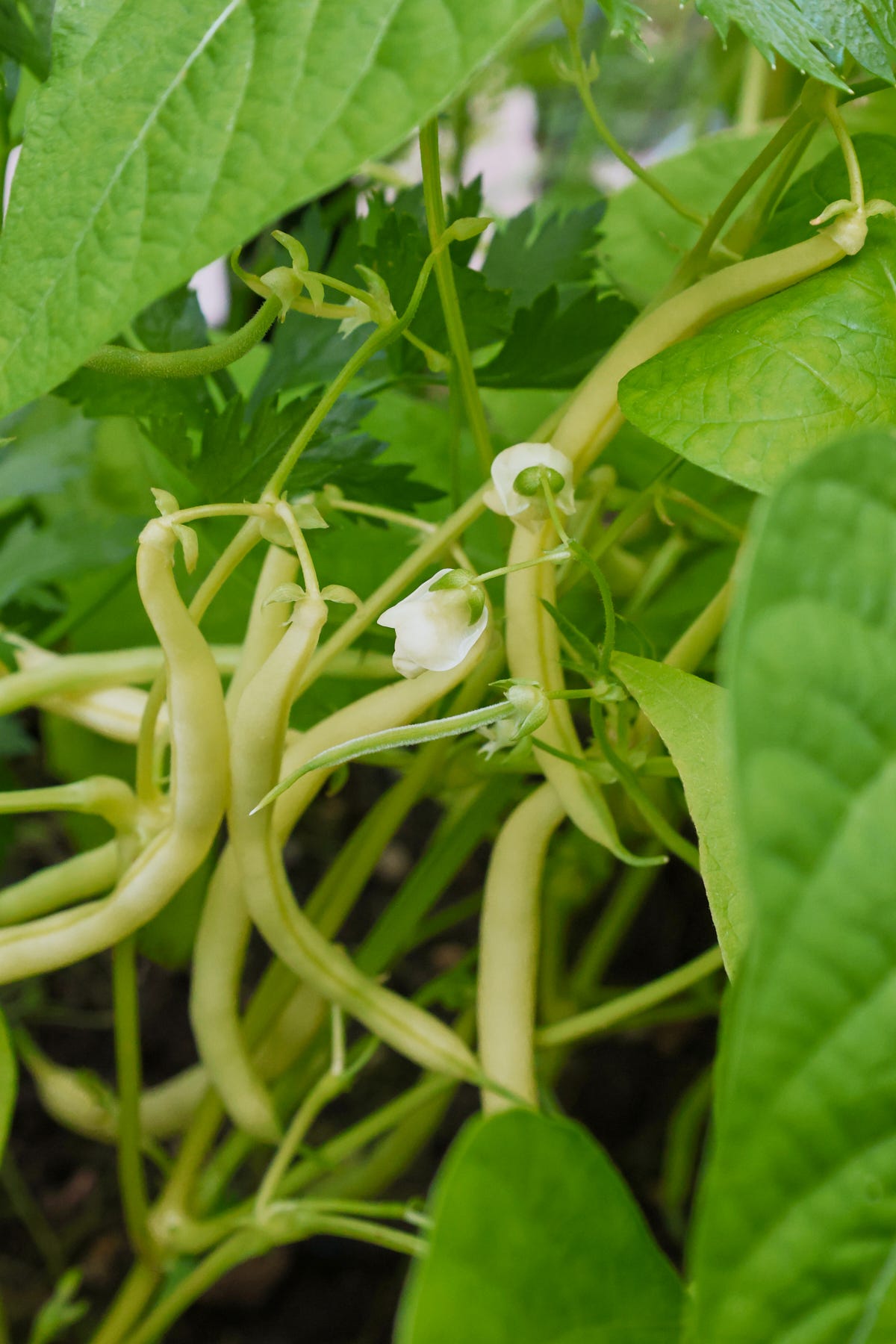 a bean plant with flowers and beans growing