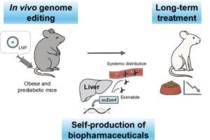 System for In Vivo Genome Editing–Mediated Exenatide Production and Its Therapeutic Application in Obese Mice