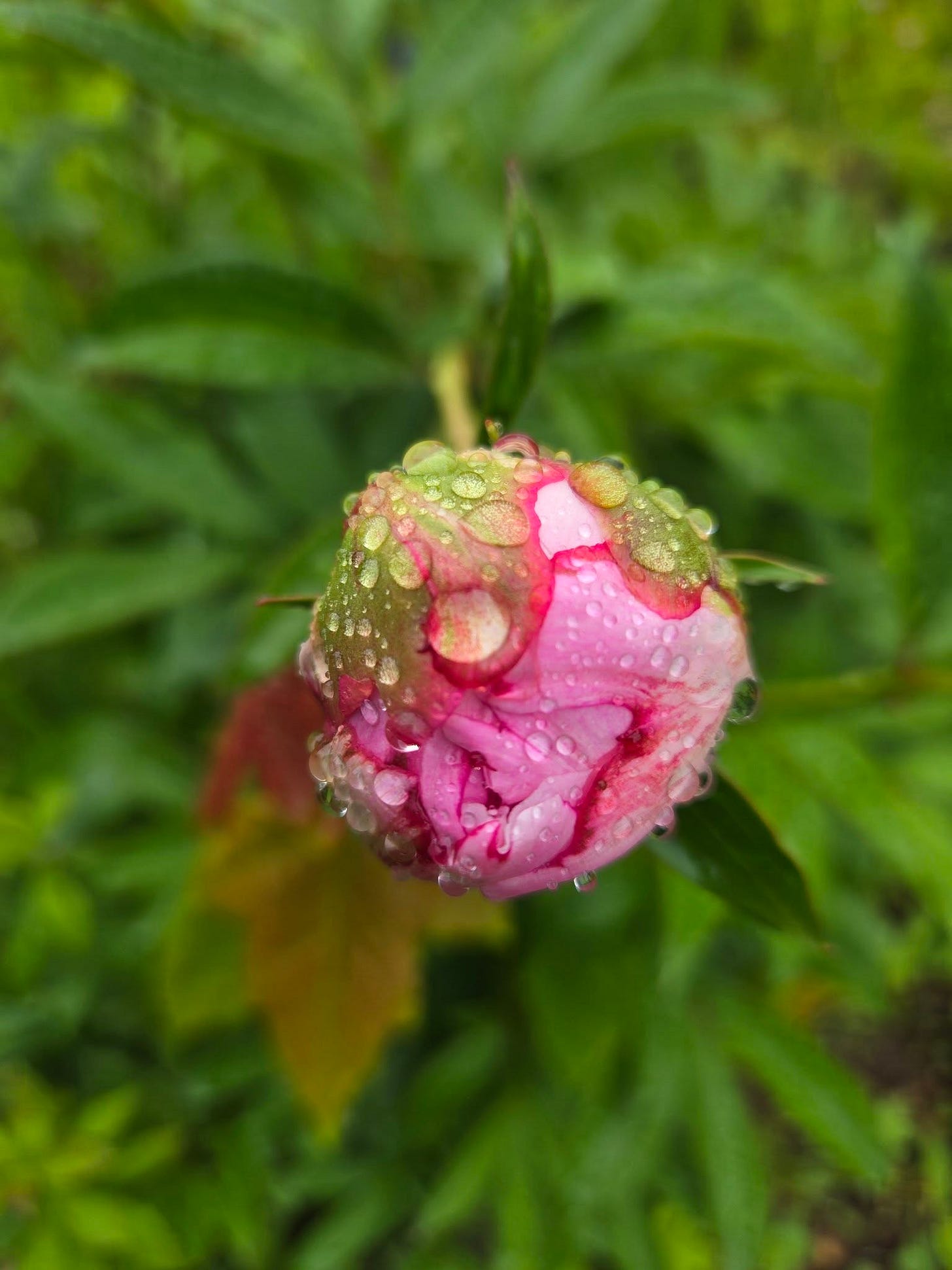 May be an image of peony