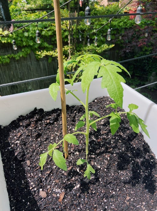 Tomato plant