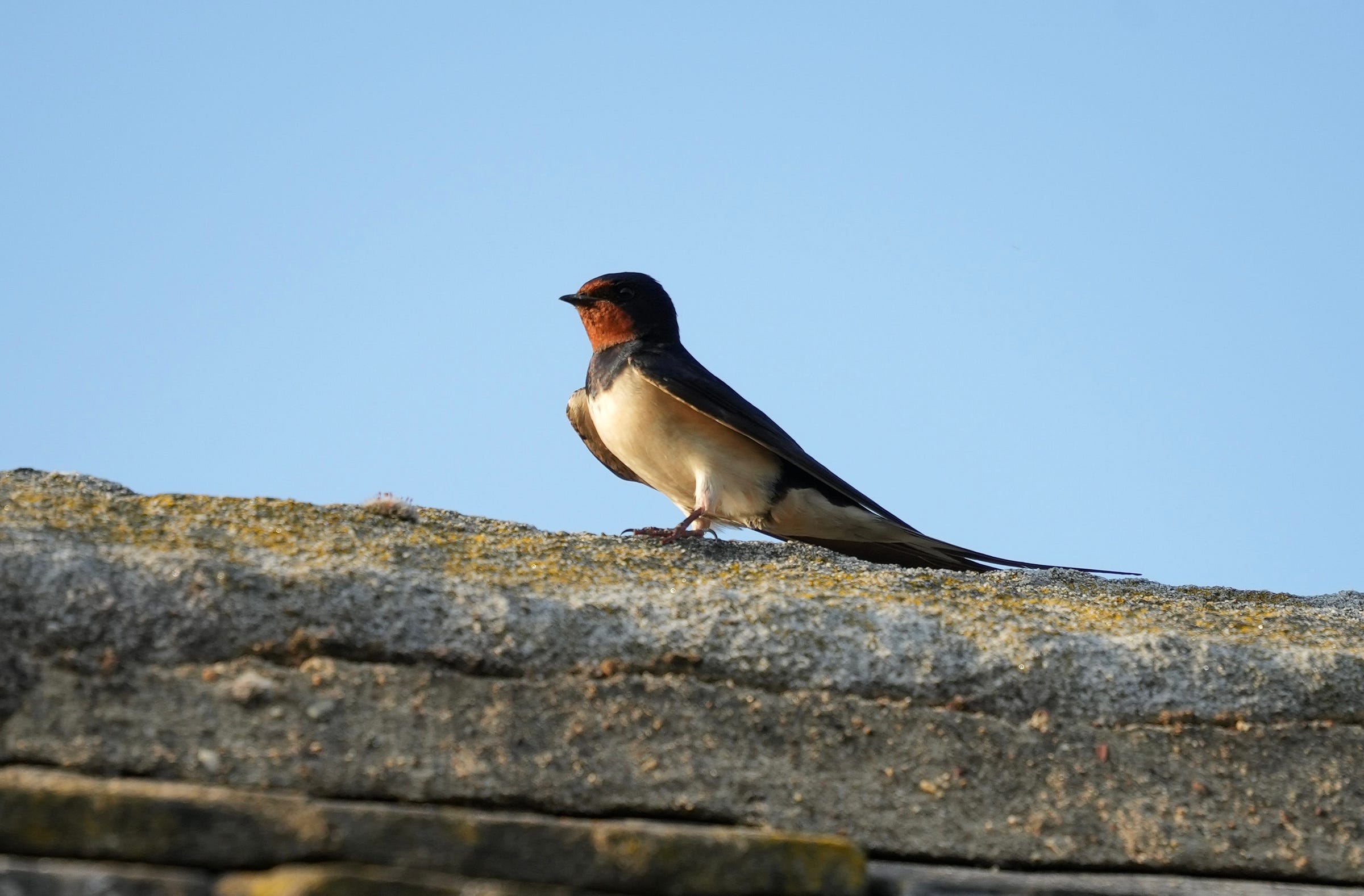 swallows (Hirundo rustica)