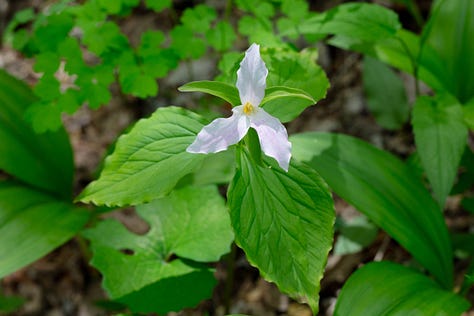 5 photos of great white trillium, a flower with three big petals, usually white, though in the fifth photo the petals have wide pink stripes. One photo is a closeup of a side view of a flower with a large bee on it (probably a nomad bee.) The bee has a long abdomen striped with yellow and black, yellow legs, and black wings and antennae.