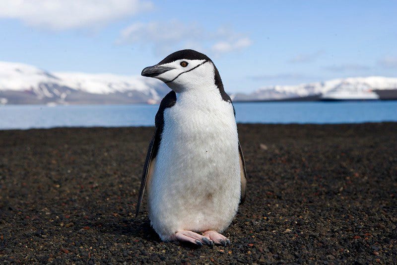 chinstrap penguin on deception island | Christopher Michel | Flickr