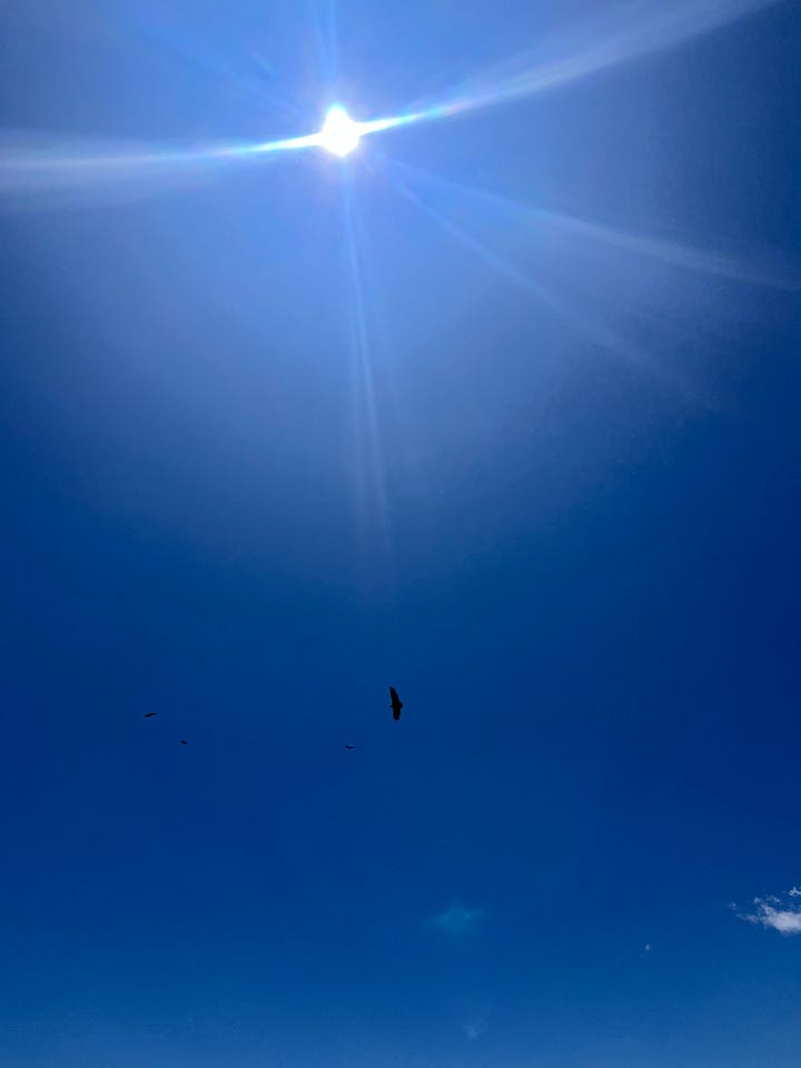 Eagles circling above
