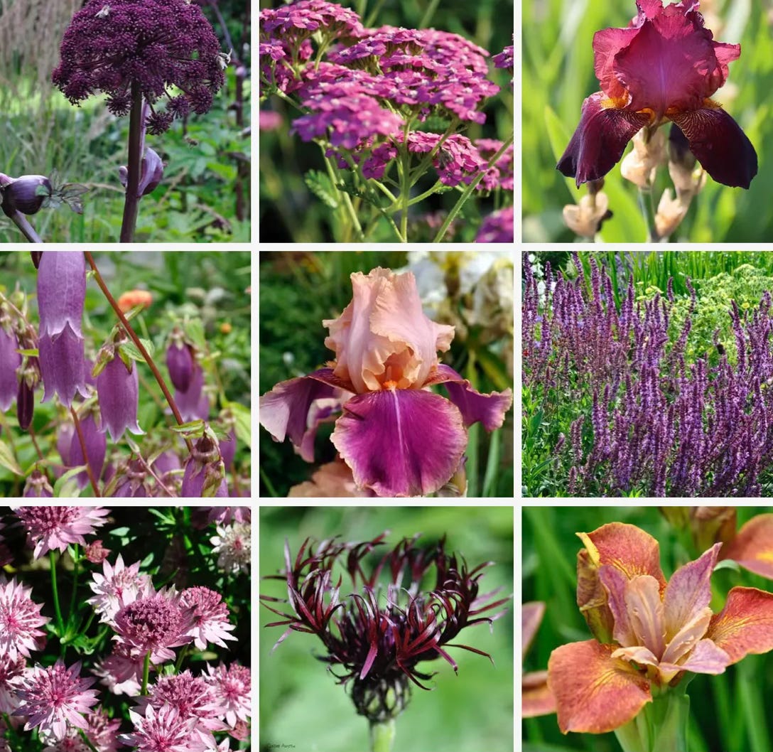 Sunny garden border with a coordinated colour palette of warm-toned flowering plants. Sunny garden border with a coordinated colour palette of warm-toned flowering plants.