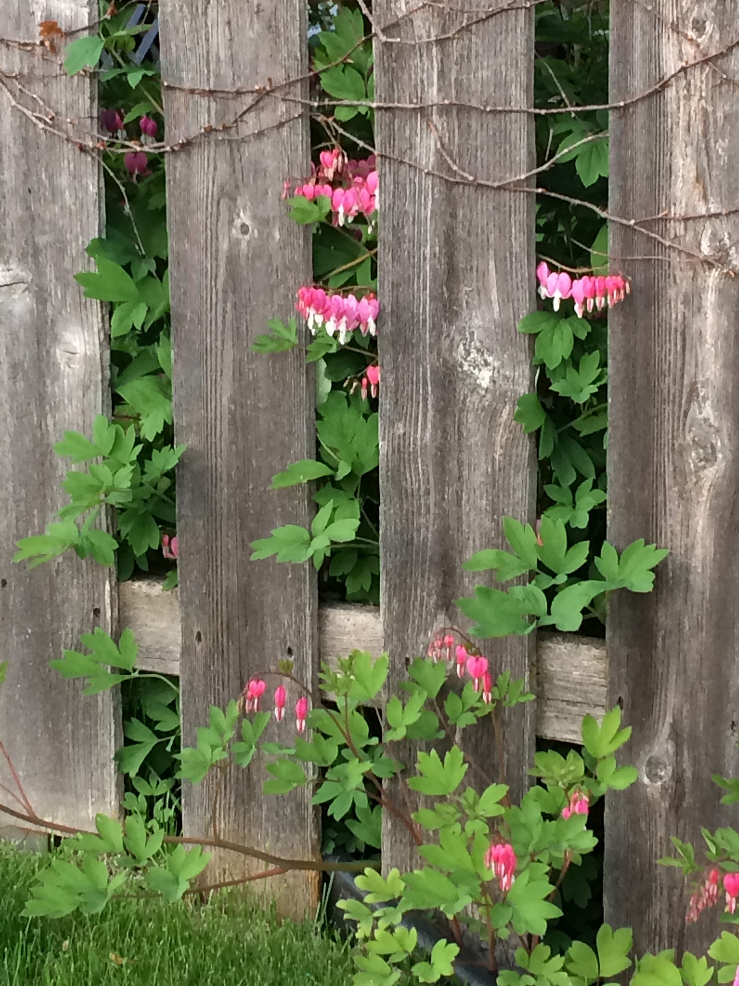 wooden fence with bleeding heart flowers