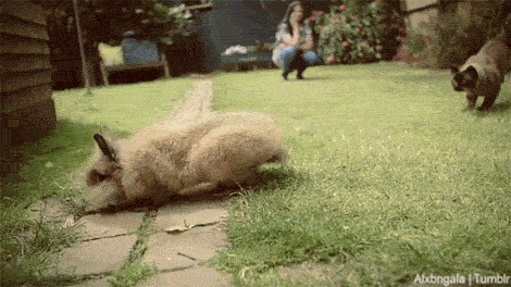 I Love Funny Animal - Sweet Funny Animal Photo of the Day: Sharing Funny  animal gifs - part 144 (10 gifs) Love