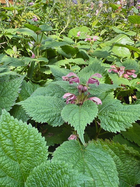 plants with purple flowers, leaves, and or stems