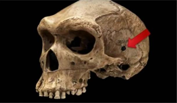 Side-view of prehistoric human skull discovered in 1921 in Broken Hill Cave, Northern Rhodesia Side-view of prehistoric human skull discovered in 1921 in Broken Hill Cave, Northern Rhodesia