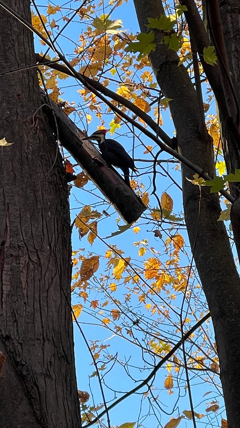 A pileated woodpecker high up in a tree