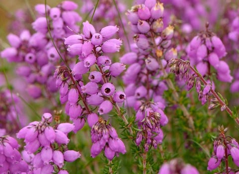 Bell Heather