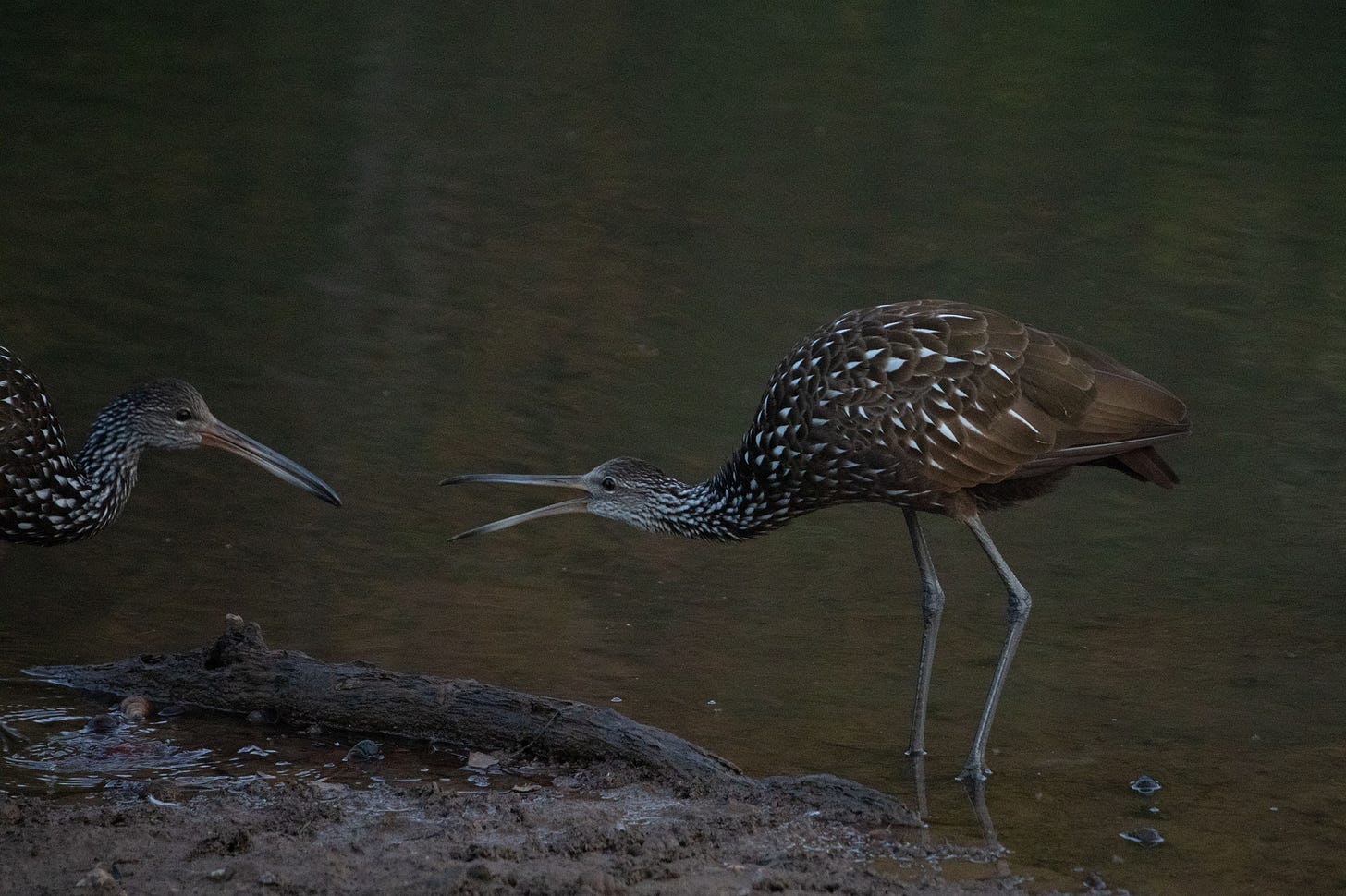 A pair of large brown wading birds speckled with white triangles. One is mostly out of the frame, regarding another, completely in the frame, apparently snapping with bill open at the first bird. They are in a brownish pond.