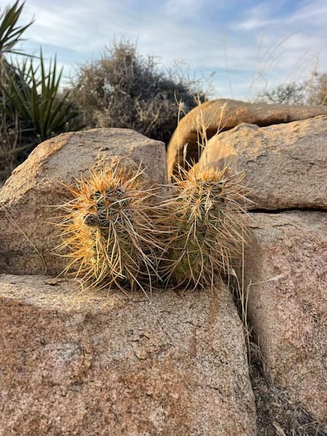 Photos and paintings of Joshua Tree