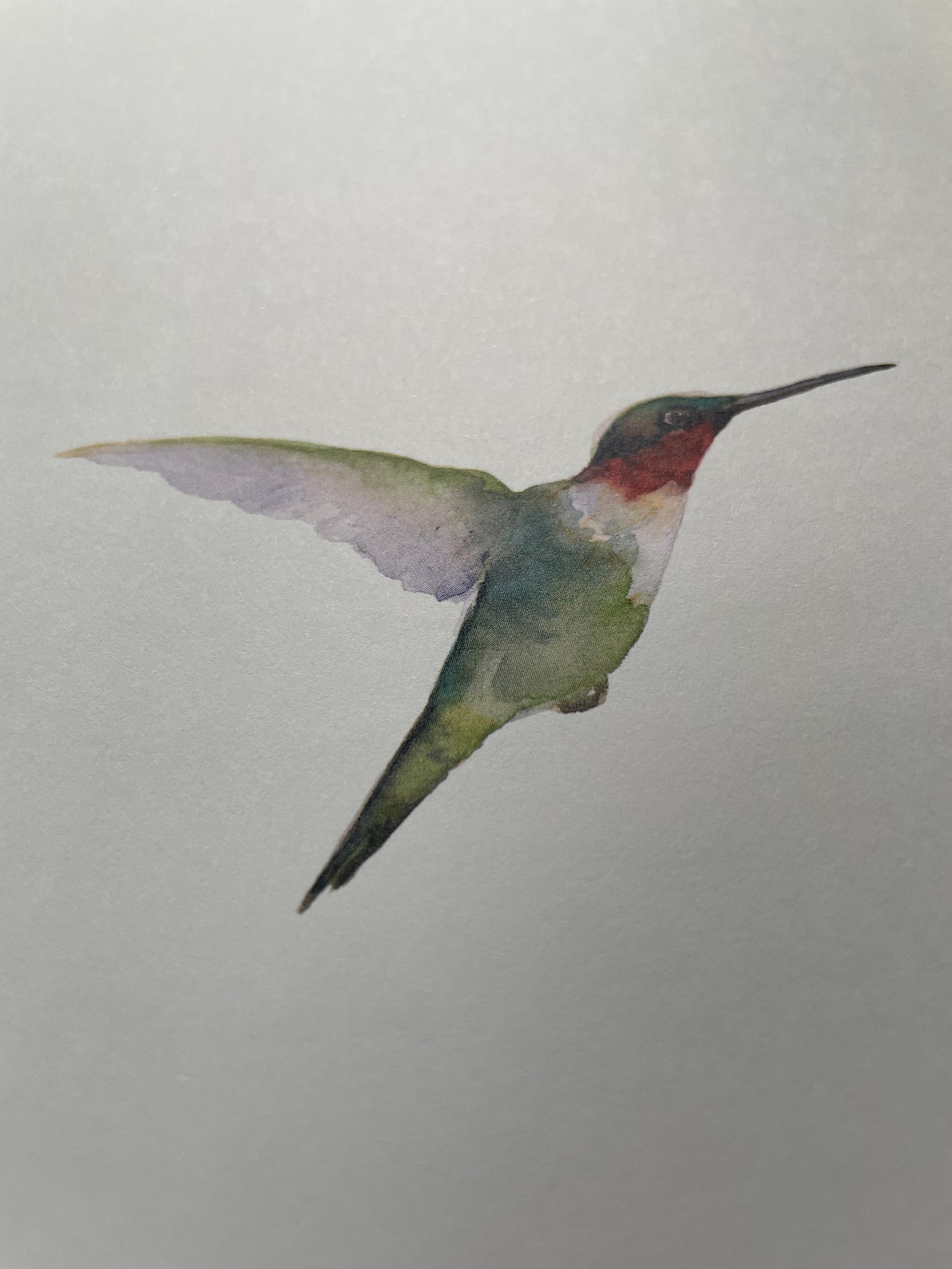 a painting of a hummingbird from The Book of Birds by Robert MacFarlane and Jackie Morris