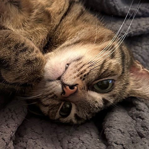 A gallery of 6 close cropped photos of Annie and Talula's faces from images from the post.