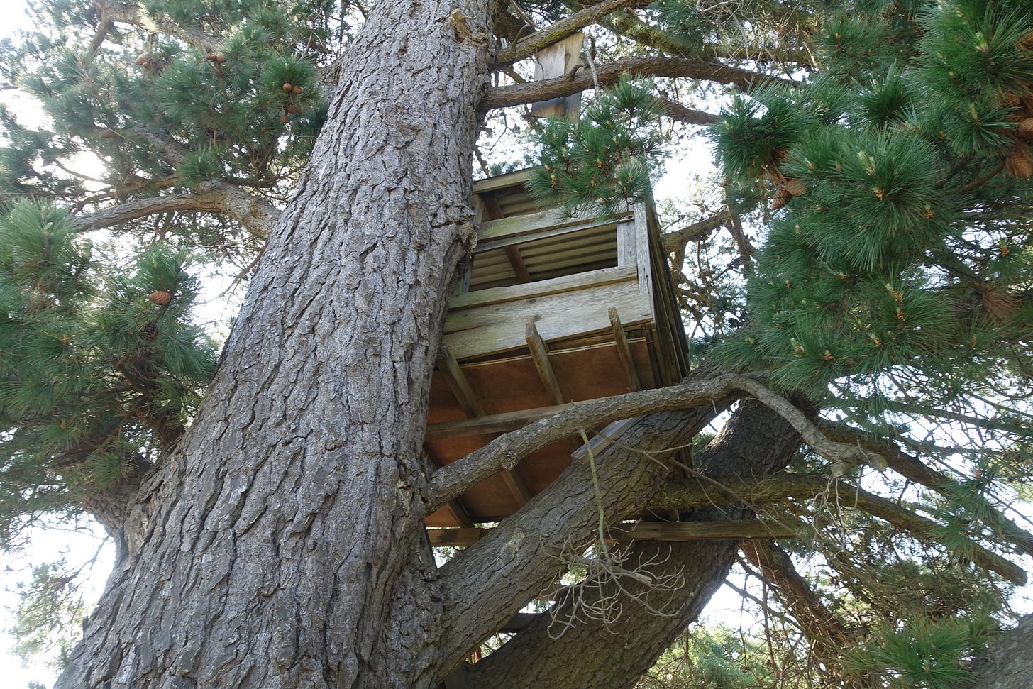 A wooden treehouse or observation platform built into the trunk of a large pine tree