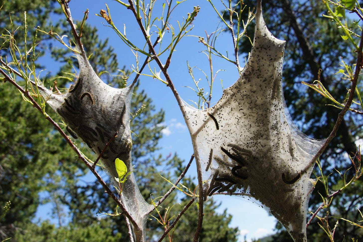 Tent caterpillars building their homes in Yellowstone. Tent caterpillars building their homes in Yellowstone.