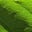 Yarrow's avatar