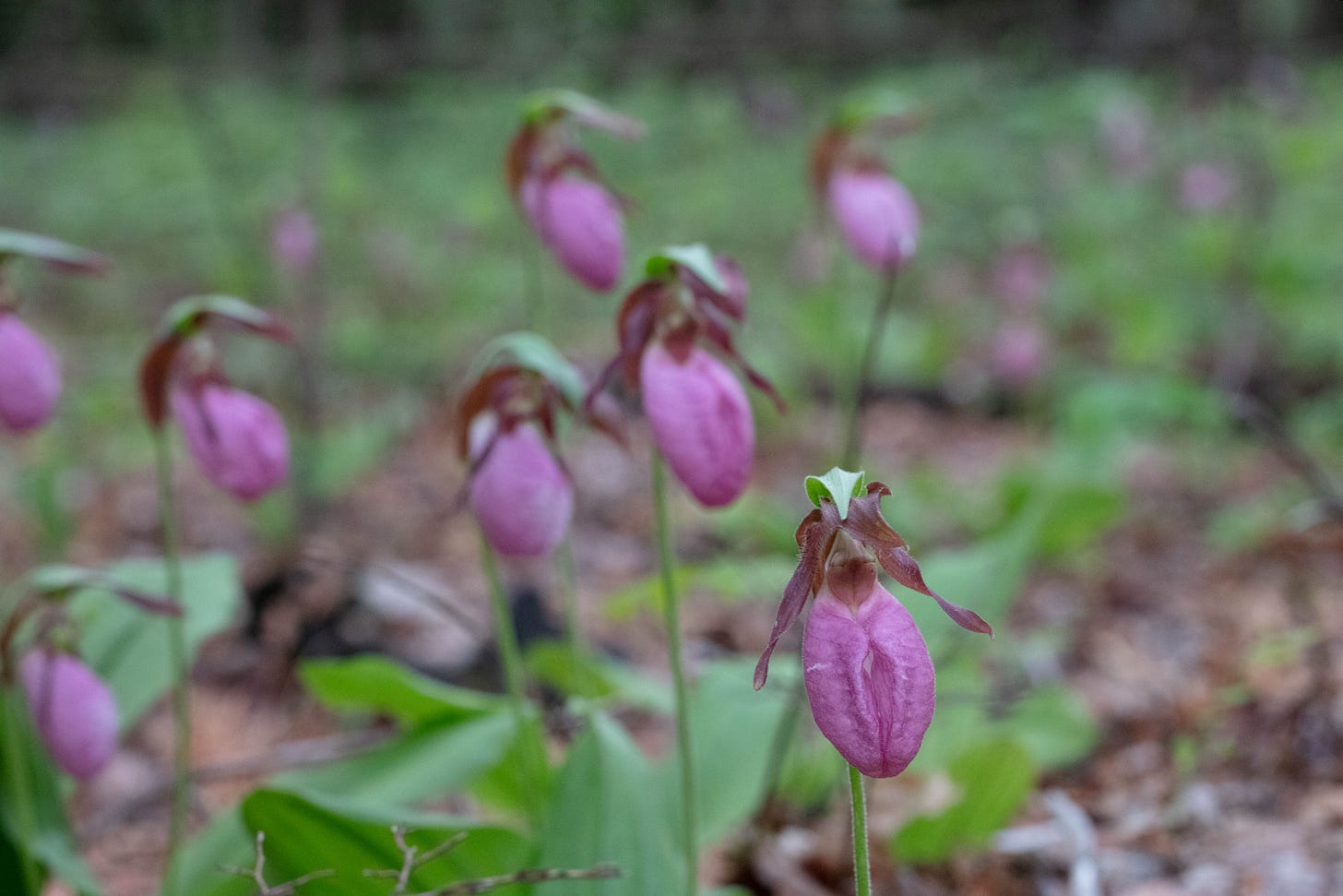 One pink lady's slipper bloom, close-up and in sharp focus, facing towards the camera, with several behind it in partially soft focus, all in three-quarter profile.