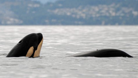Orcas spyhopping