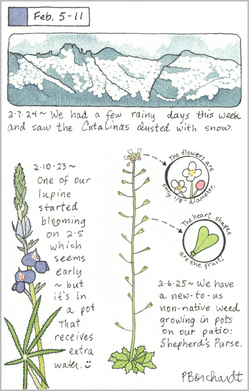 Perpetual Journal, week of Feb. 5-11: Shepherd's Purse (2025); Catalinas with Snow (2024); Lupine in Bloom (2023)