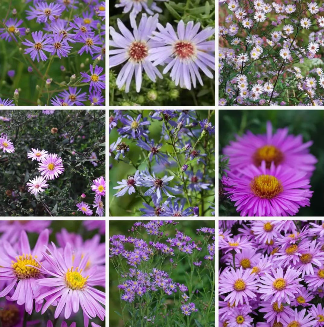 asters in pink, purple and lilac