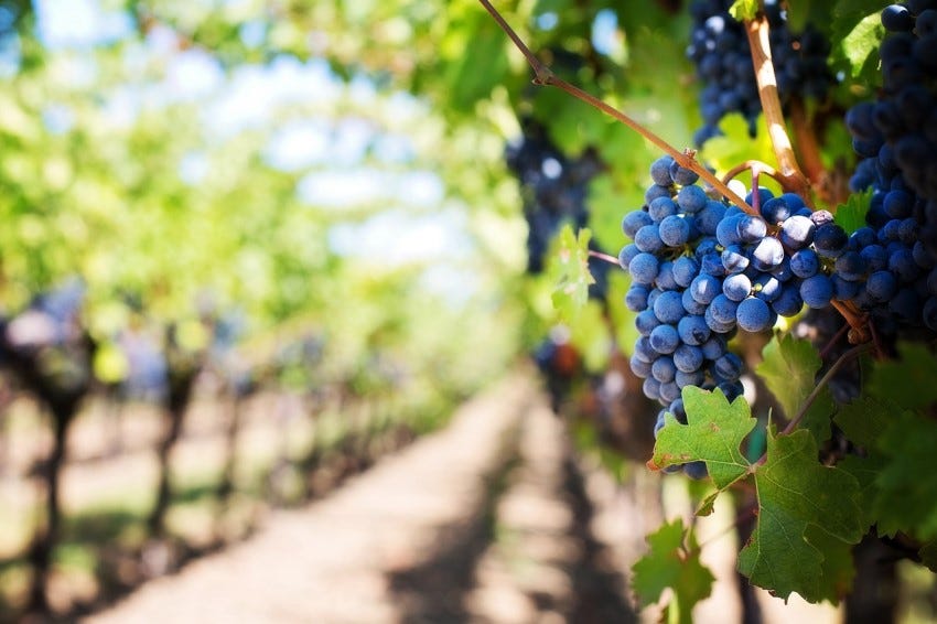 Jesus says, "I am the Vine; you are the branches..." John 15:5 Jesus says, "I am the Vine; you are the branches..." John 15:5