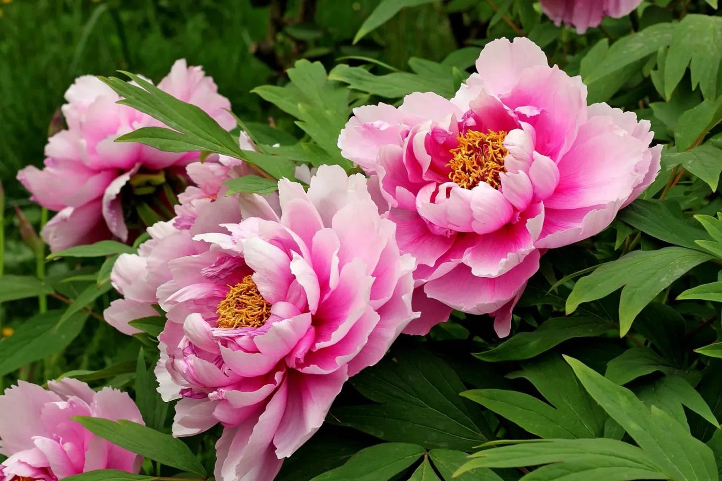 garden-peonies
