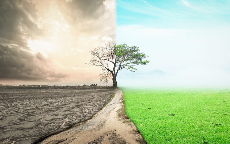 Composite image of desert and green growth