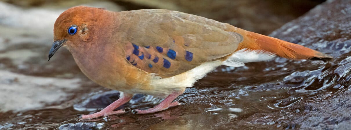 Blue-eyed Ground-Dove_Ciro Albano