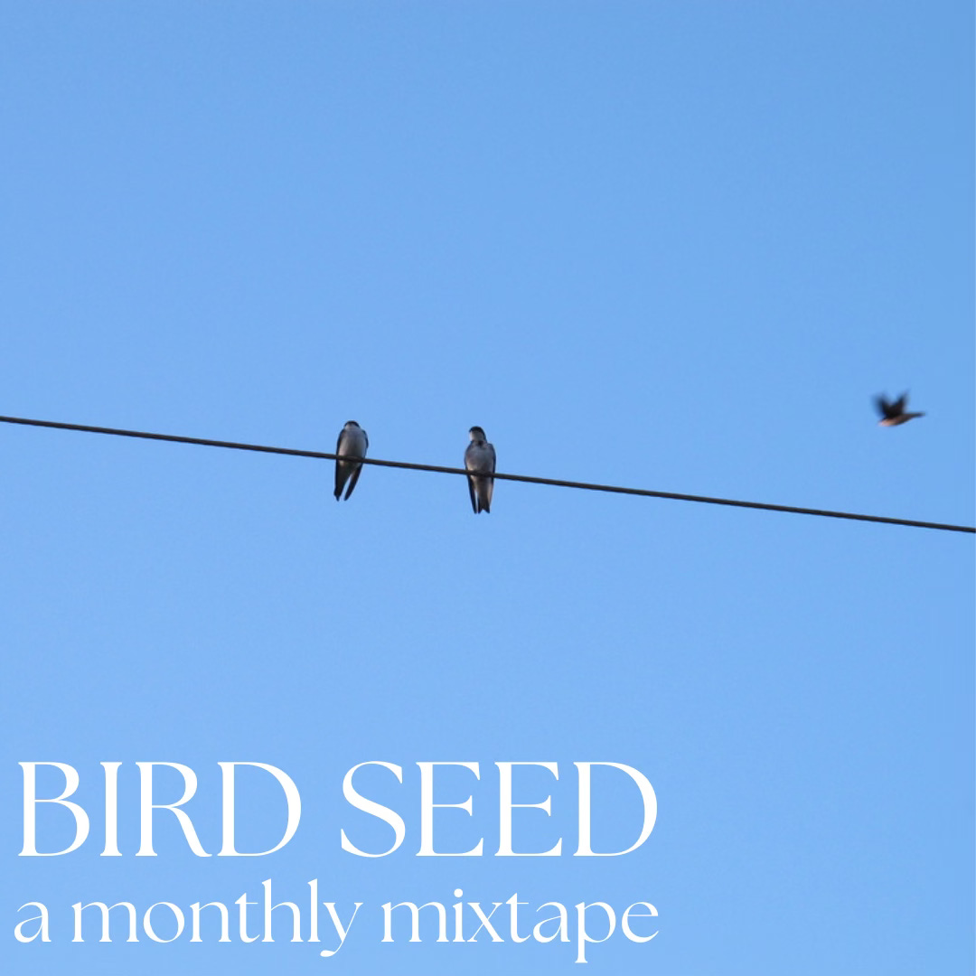 A photograph of two swallows sitting on an electric wire against a blue sky. White overlaid text reads: "BIRD SEED: a monthly mixtape."