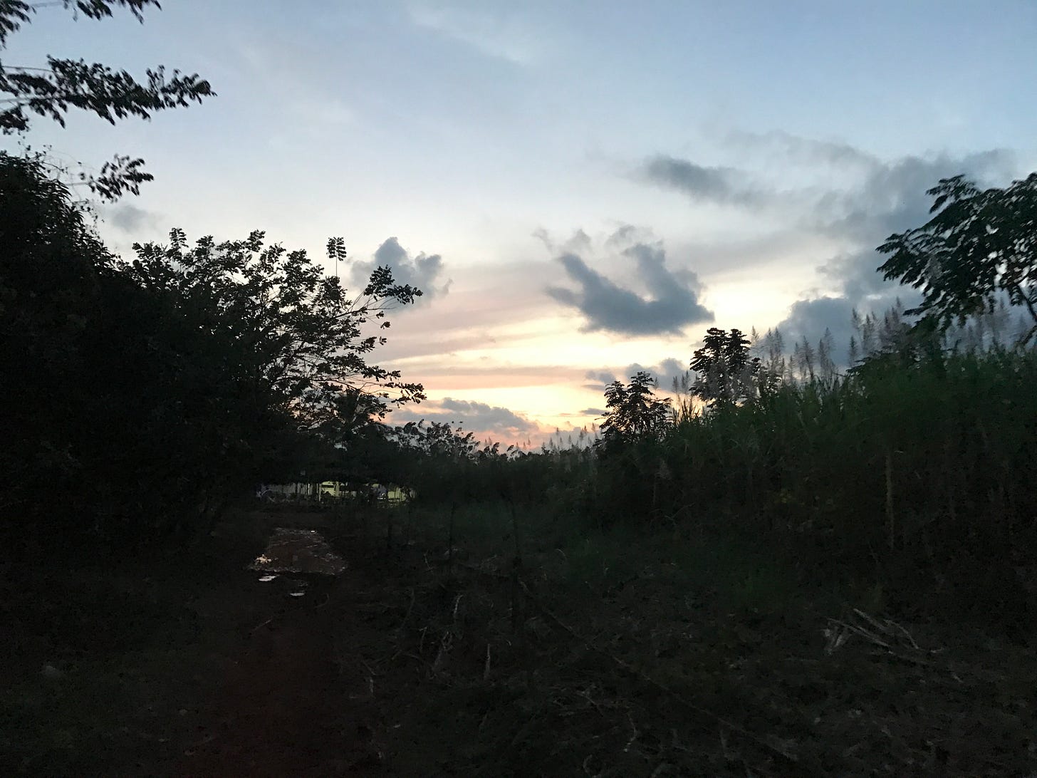 Dusk, the tail end of a peach sunset, over a tobacco field, a small lake in the distance