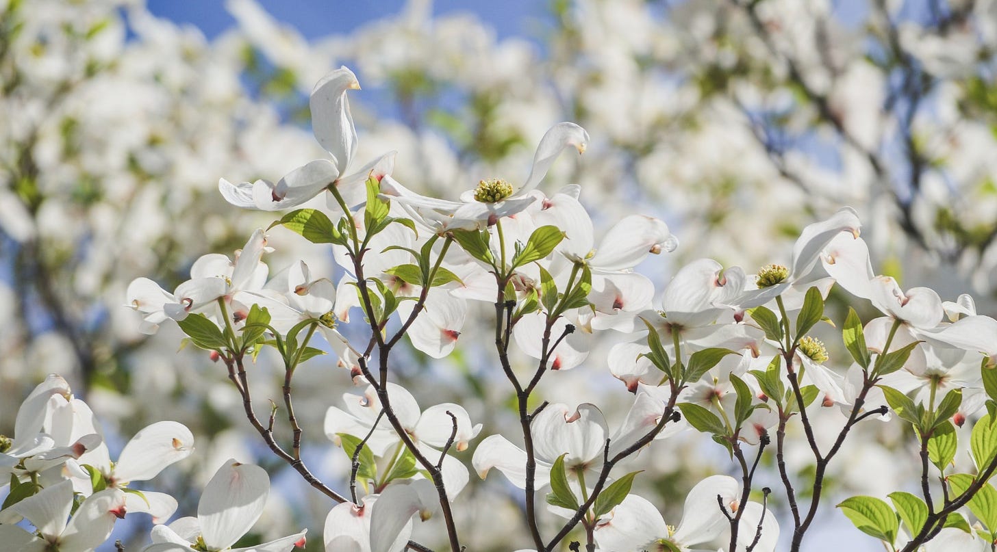 Bunches of dogwood tree flowers.