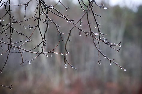 Early greens of spring