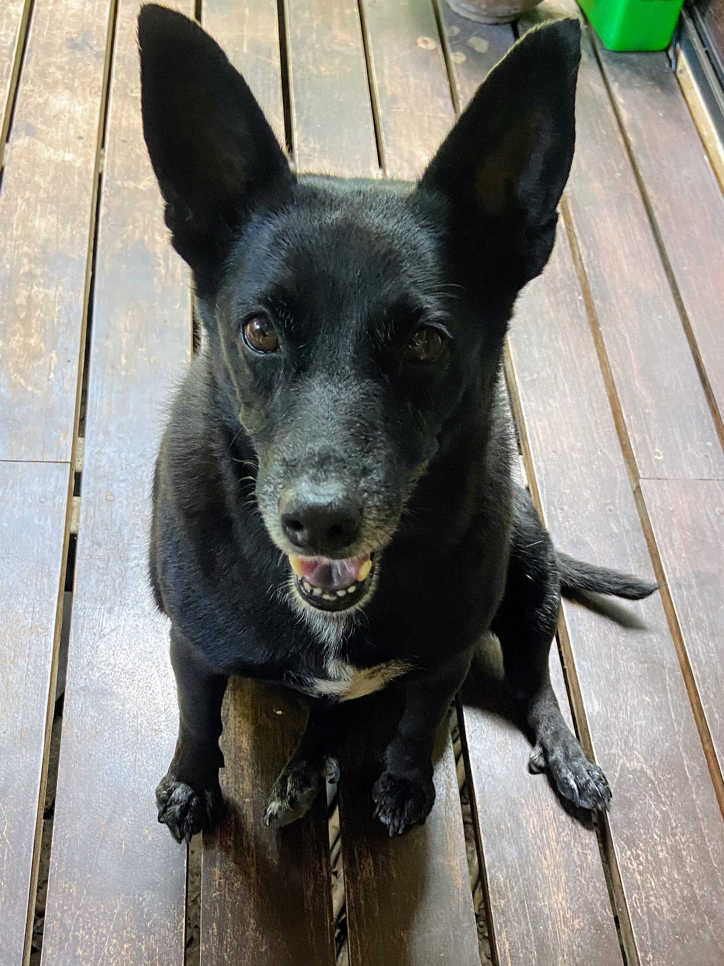 Black dog sitting and looking into camera