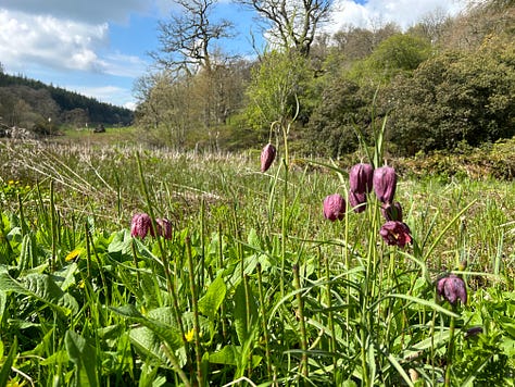 Spring flowers and blossom at Stourhead Garden, Wiltshire.
