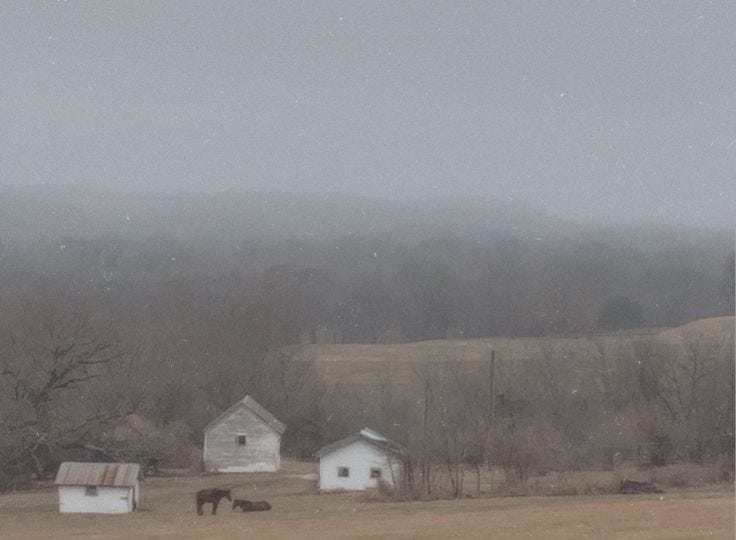 This may contain: two horses grazing in an open field on a foggy day