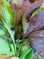 mustardgreens mustardgreens