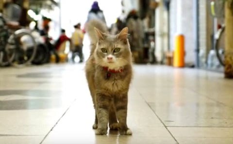 Cat_Street_View_1 Cat_Street_View_1