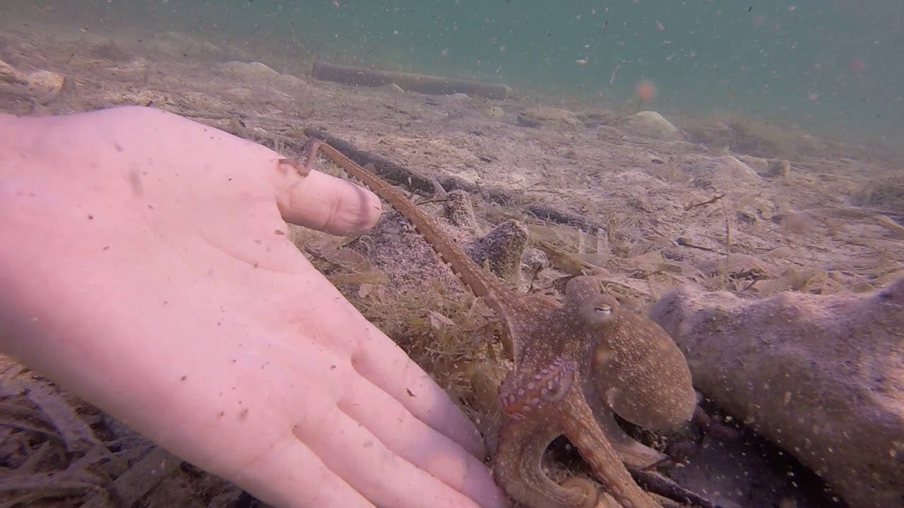 Octopus Egbert is checking out thumb - YouTube