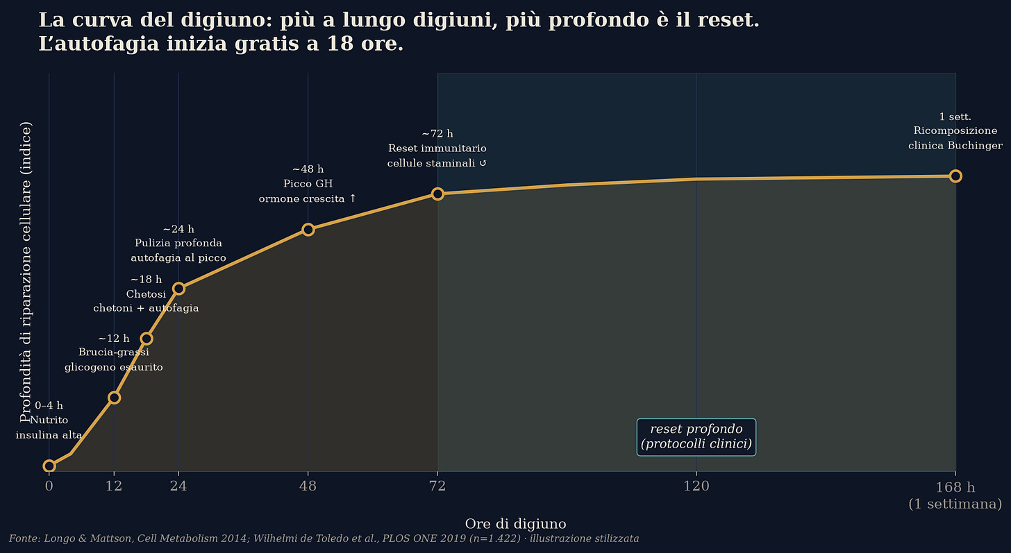 La curva del digiuno: dalle 12 alle 168 ore
