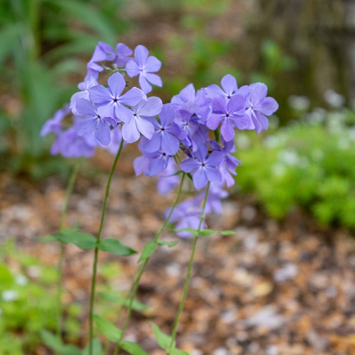 Diptych with purple flowers with small petals.