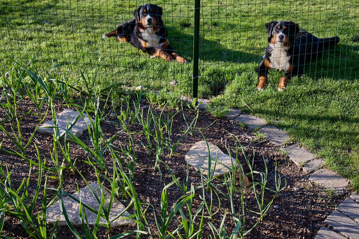 2 dogs behind a fenced in garden with garlic plants growing